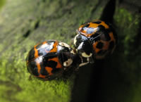 harlequin ladybirds thumbnail