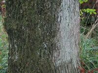 moss and lichen ash thumbnail
