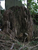 rotting stump 2 thumbnail