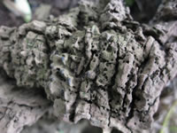rotting stump detail 1 thumbnail
