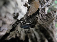 wood louse 4 thumbnail